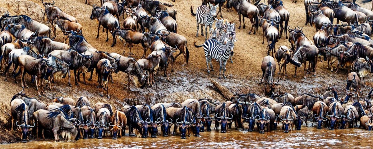 Great Migration in Maasai Mara