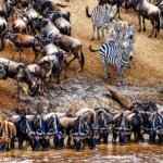 Great Migration in Maasai Mara