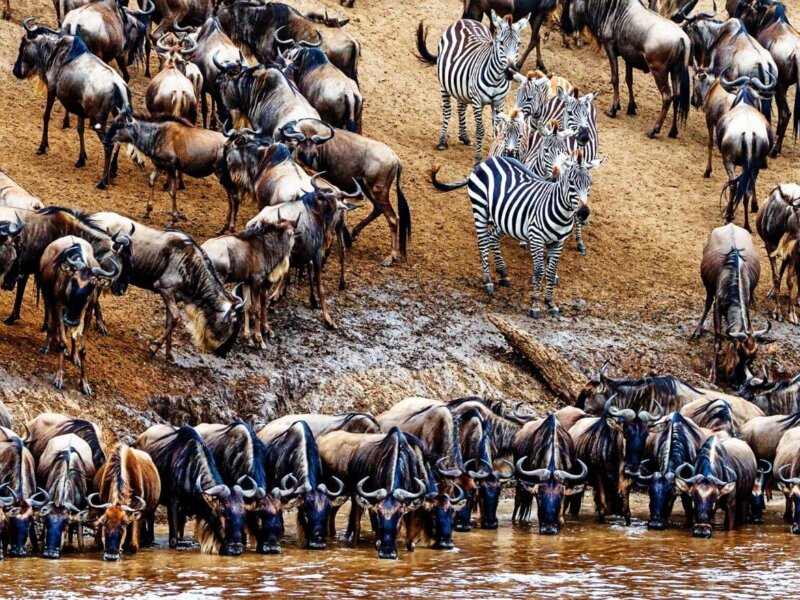 Great Migration in Maasai Mara 
