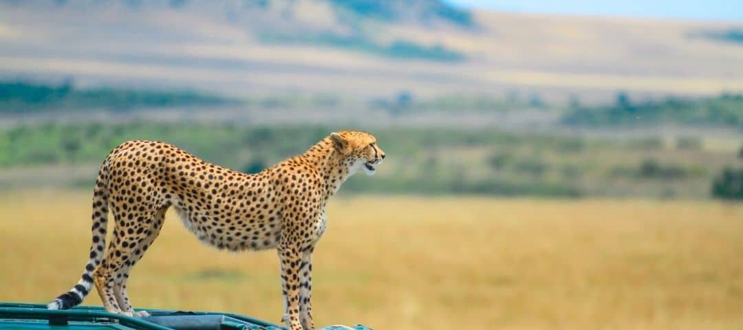 Group Tours in Maasai Mara