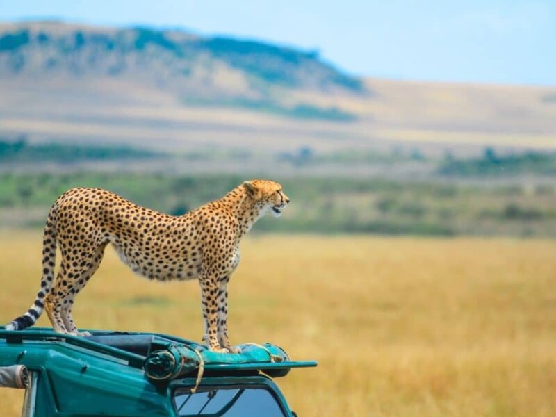 Group Tours in Maasai Mara