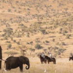 Tanzania Safari in Exclusive Conservancies