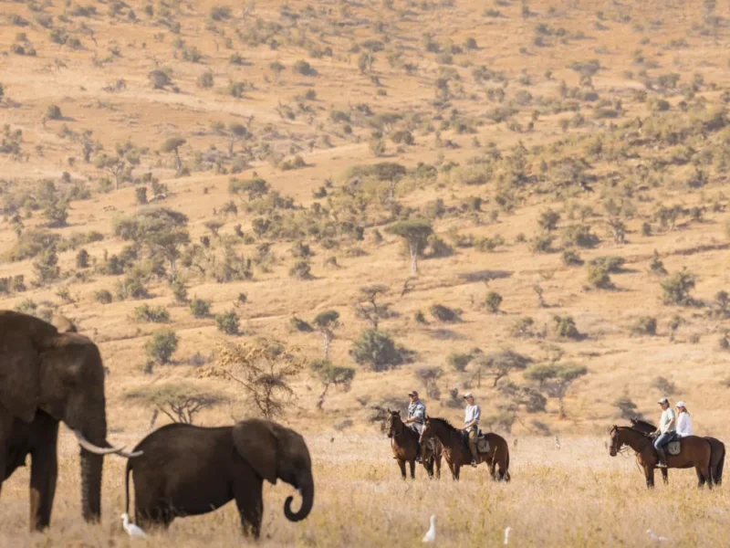 Tanzania Safari in Exclusive Conservancies
