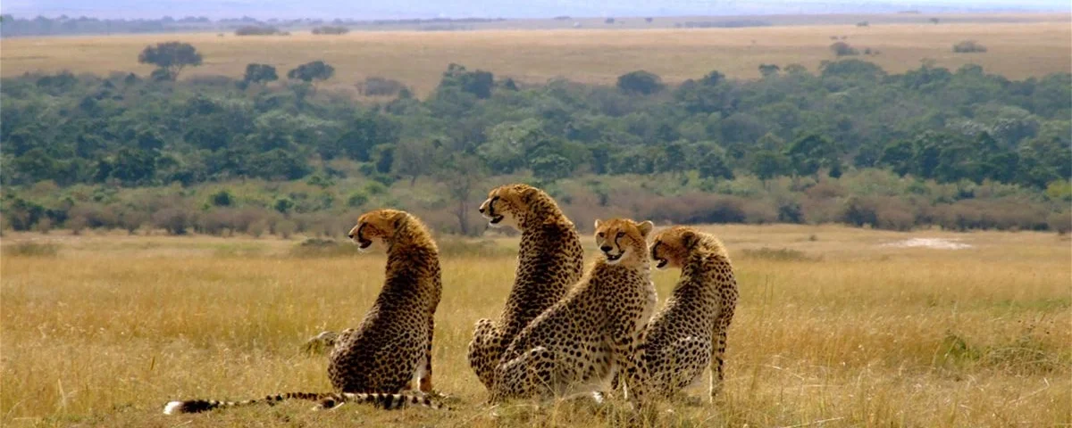 How Many Days Do You Need for a Kenya Safari?