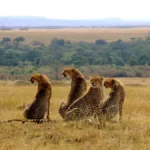 How Many Days Do You Need for a Kenya Safari?