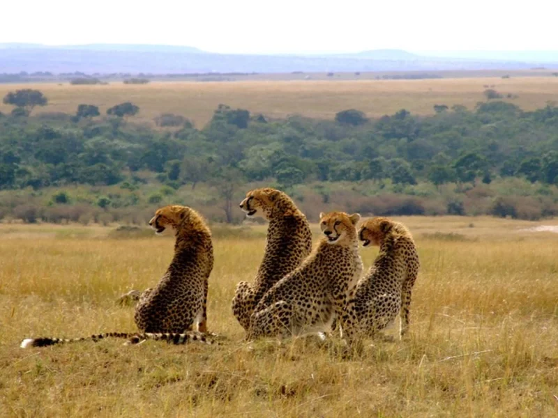 How Many Days Do You Need for a Kenya Safari?