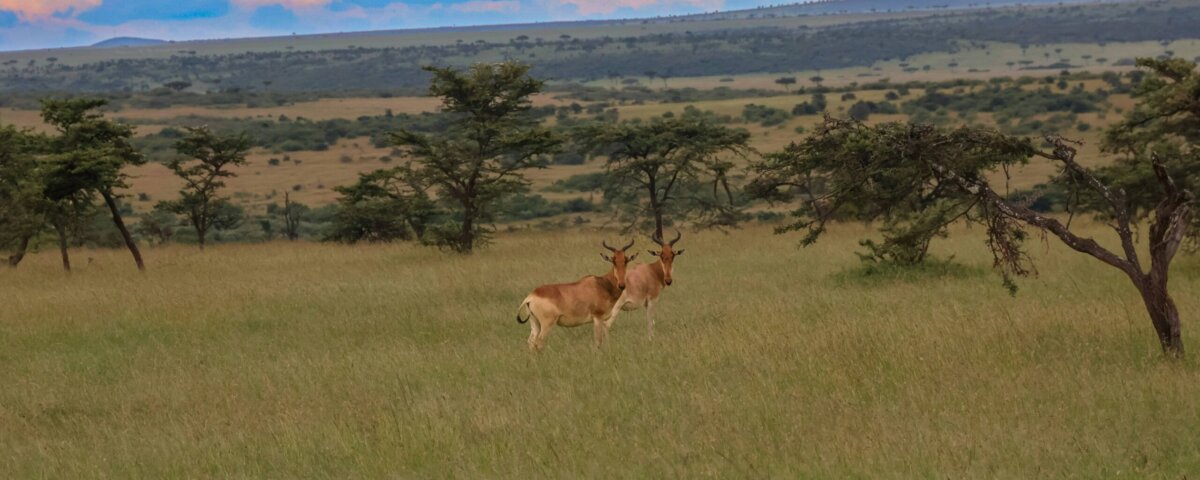 How Much Does a Kenya Safari Cost?