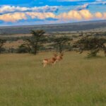 How Much Does a Kenya Safari Cost?