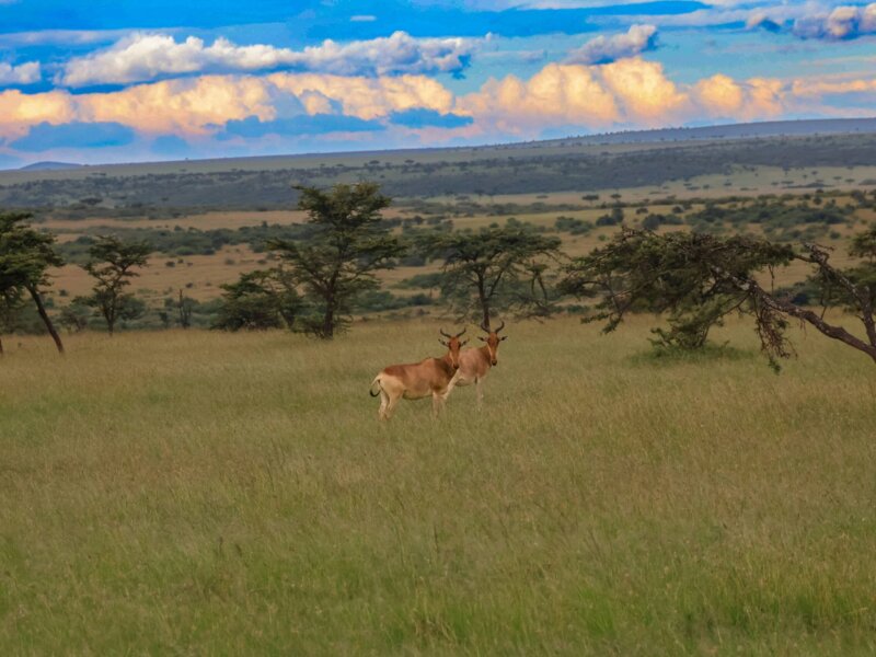 How Much Does a Kenya Safari Cost?