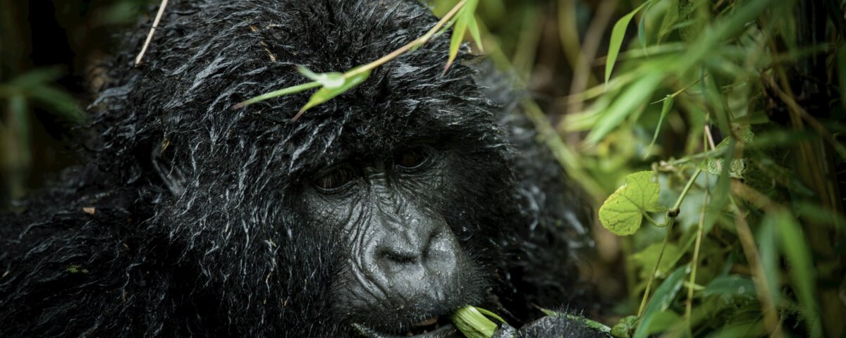 How close can tourists get to gorillas