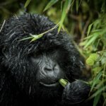 How close can tourists get to gorillas