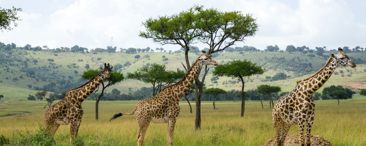 How do I book a Kenya safari tour?