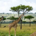 How do I book a Kenya safari tour?
