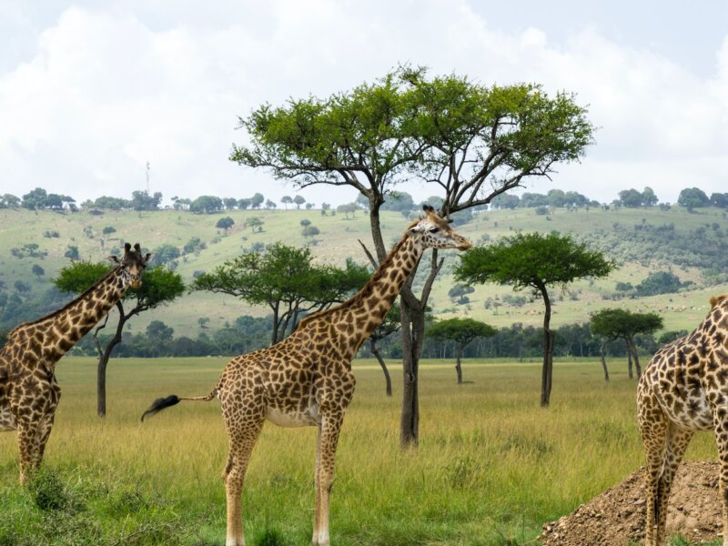 How do I book a Kenya safari tour?