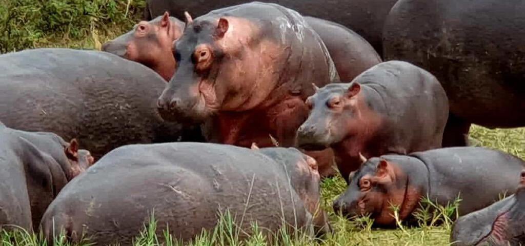 How many days are enough for a Uganda safari