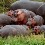 How many days are enough for a Uganda safari
