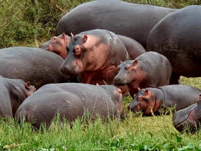 How many days are enough for a Uganda safari