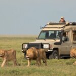 Tanzania Volunteer Safari Tours