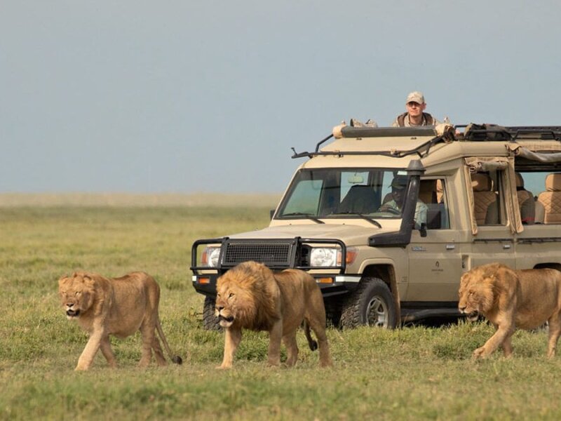 Tanzania Volunteer Safari Tours