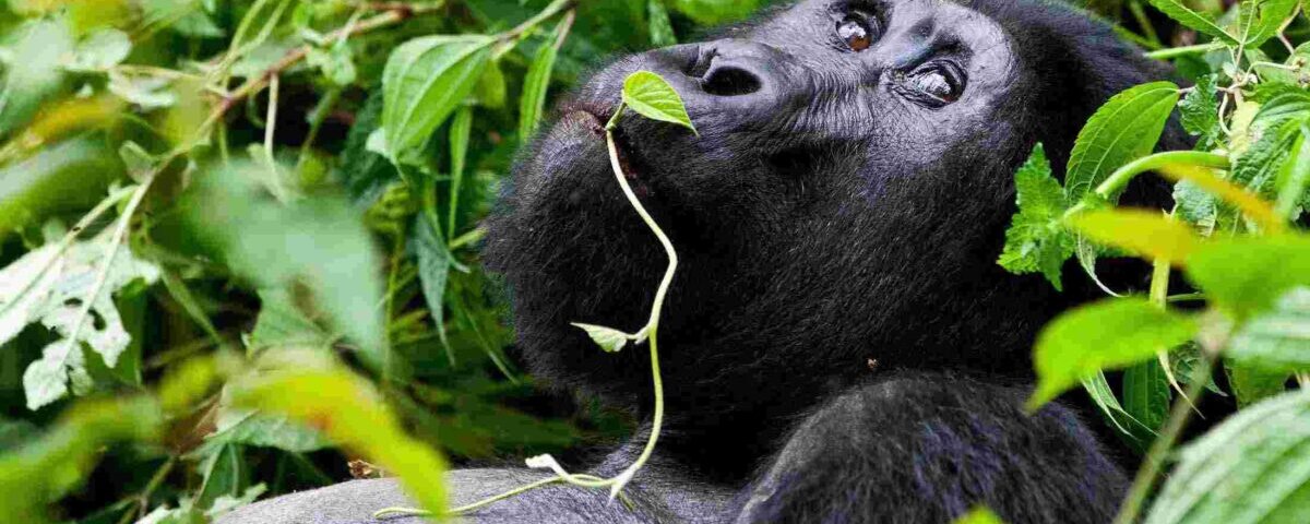 How much does a Uganda safari cost