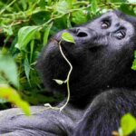 How much does a Uganda safari cost