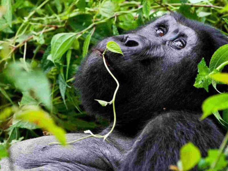 How much does a Uganda safari cost