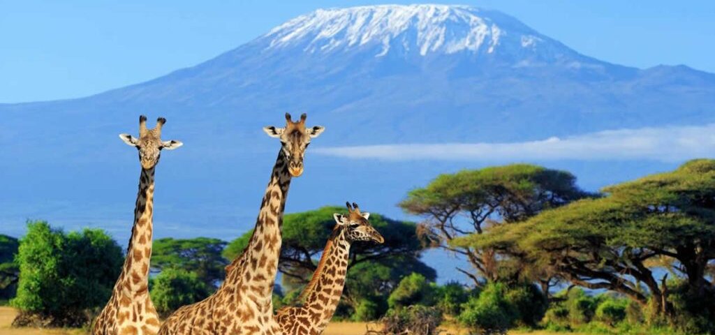 How much does an Amboseli safari cost?