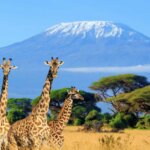How much does an Amboseli safari cost?