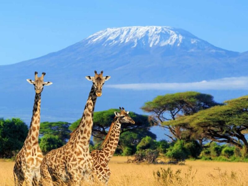 How much does an Amboseli safari cost?