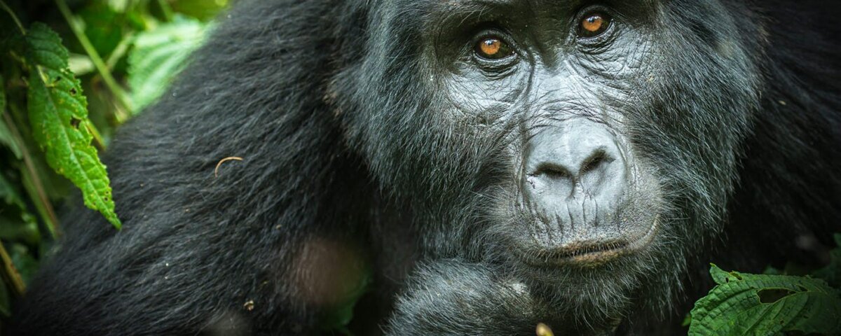 How much is a Uganda gorilla permit