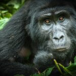 How much is a Uganda gorilla permit