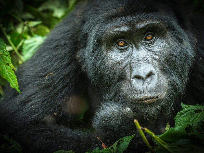 How much is a Uganda gorilla permit