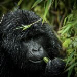 Planning a Uganda gorilla trekking tour