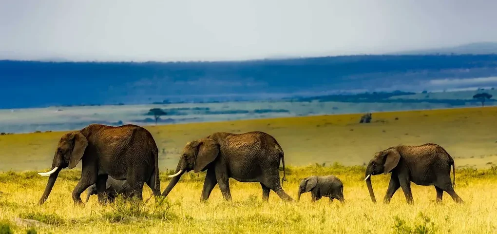 Is Amboseli National Park Worth Visiting?