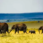 Is Amboseli National Park Worth Visiting?
