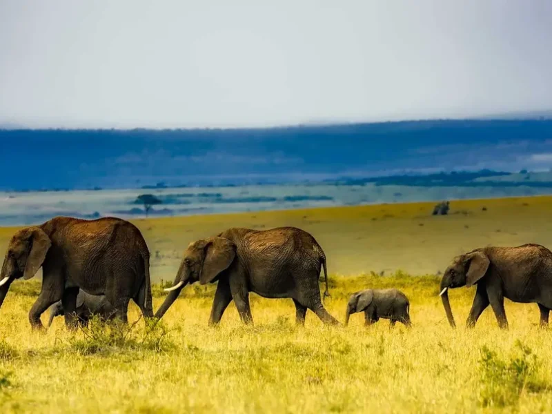Is Amboseli National Park Worth Visiting?