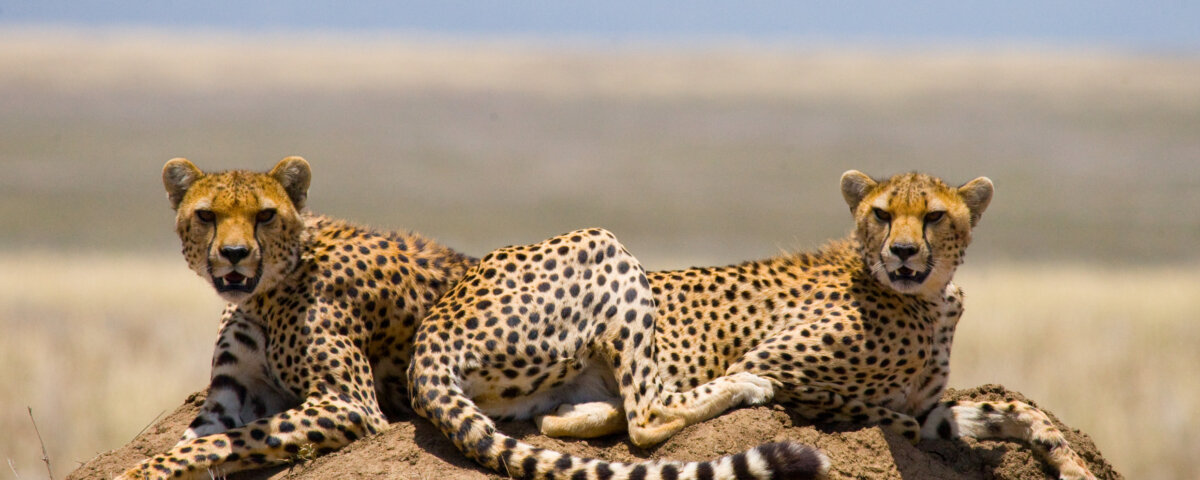 Is Kenya Good for Safari Holidays?