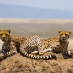Is Kenya Good for Safari Holidays?