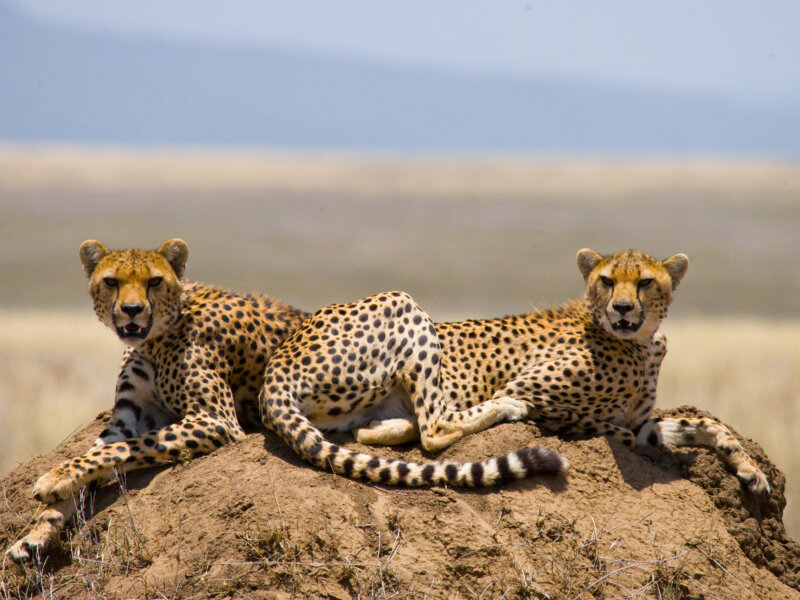 Is Kenya Good for Safari Holidays?