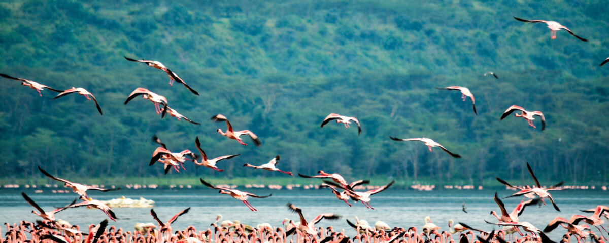 Is Lake Nakuru Worth Visiting?