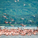 Is Lake Nakuru Worth Visiting?
