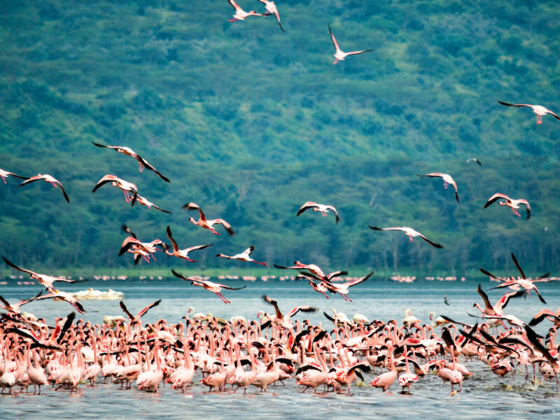 Is Lake Nakuru Worth Visiting?
