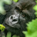 Is gorilla trekking difficult in Uganda
