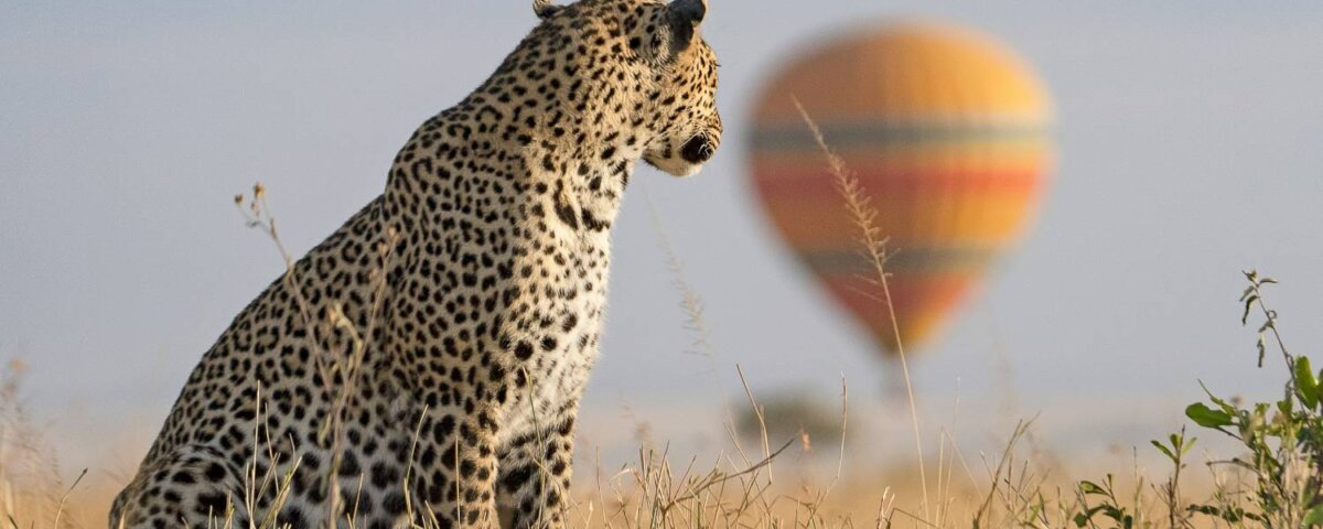 Kenya National Park Wildlife Differences