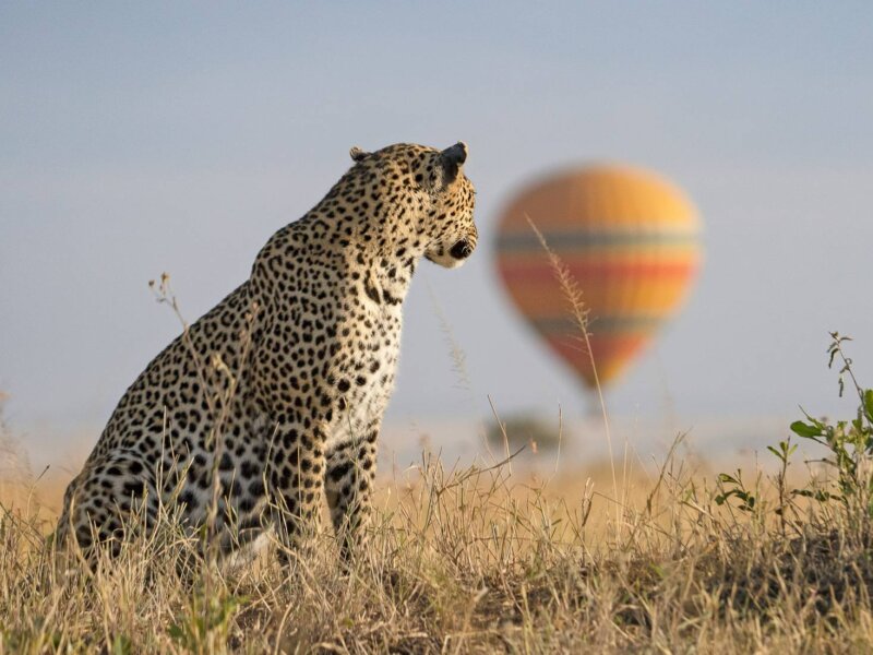 Kenya National Park Wildlife Differences