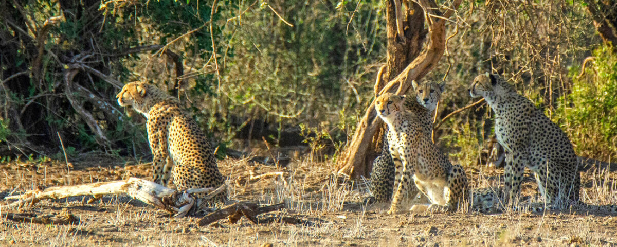 Kenya Regional Wildlife Differences