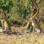Kenya Regional Wildlife Differences