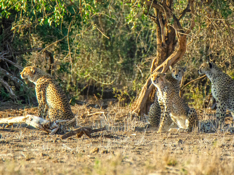 Kenya Regional Wildlife Differences