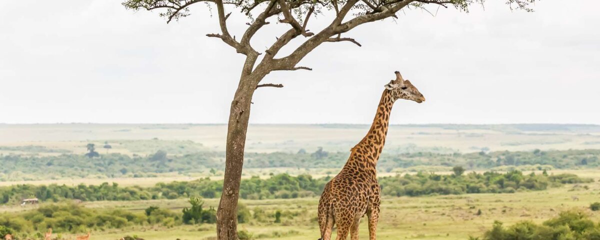 Kenya Safari Accessibility Guide