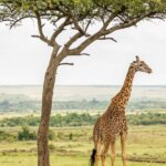 Kenya Safari Accessibility Guide